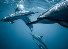 开云-有求必应，J.Cole在更衣室里给队友疯狂签名